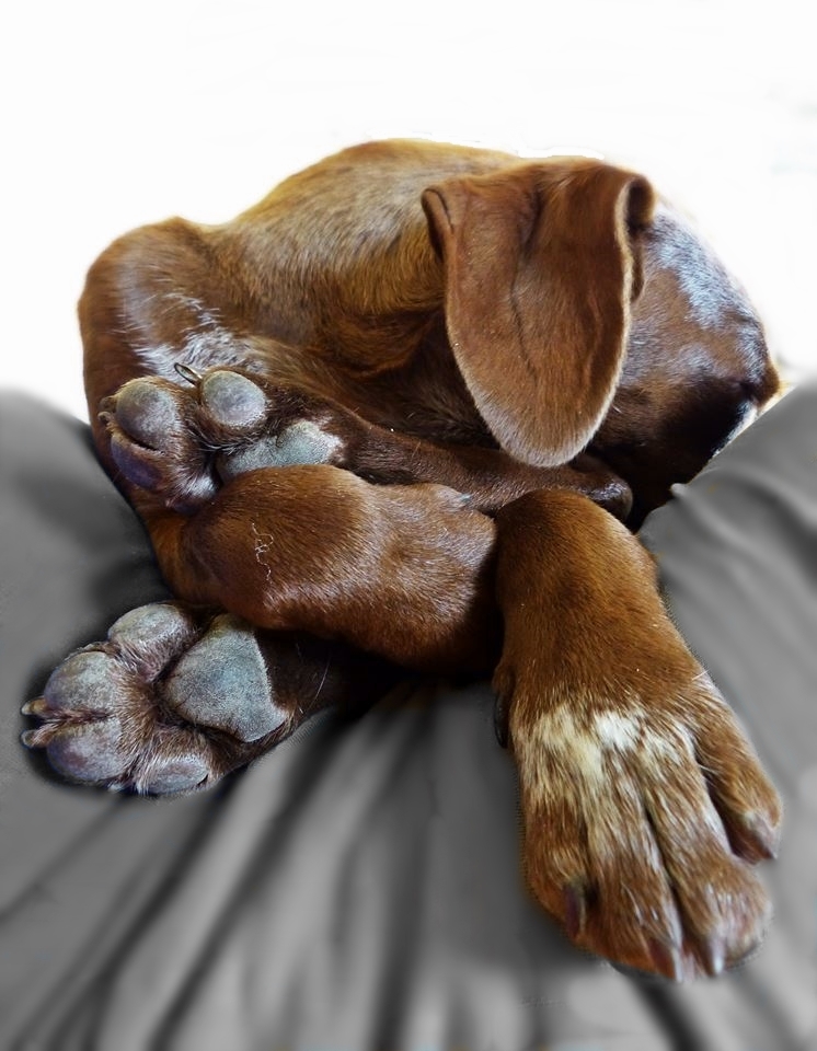 files/behle/RUBY (2).jpg files/behle/RUBY (2).jpg